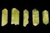 Five Yellow Apatite Crystals (over ) - Morocco #143082-1